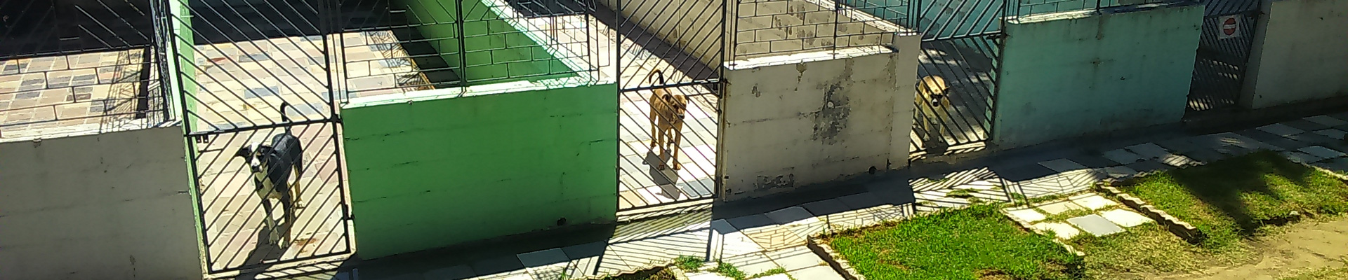 Volunteer in Tanzania with Animals | Animal Rights Program | Love