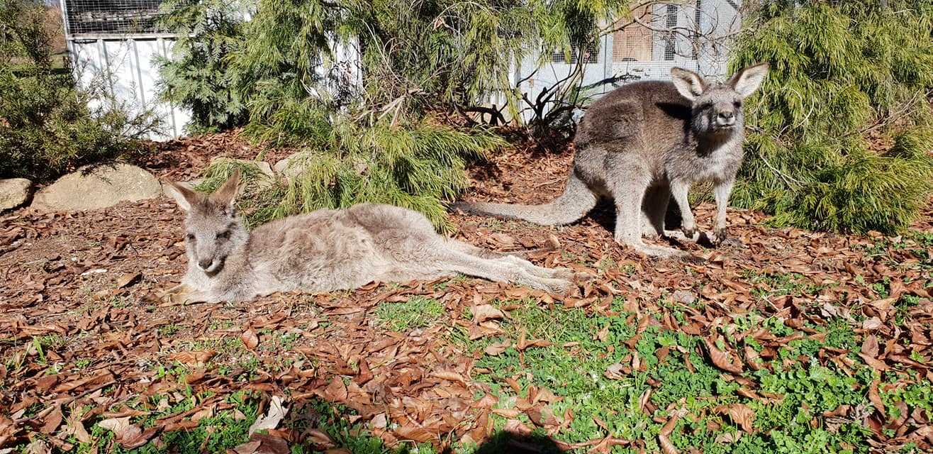 Animal Rescue Australia | Love Volunteers Animal Rescue Australia | Love Volunteers