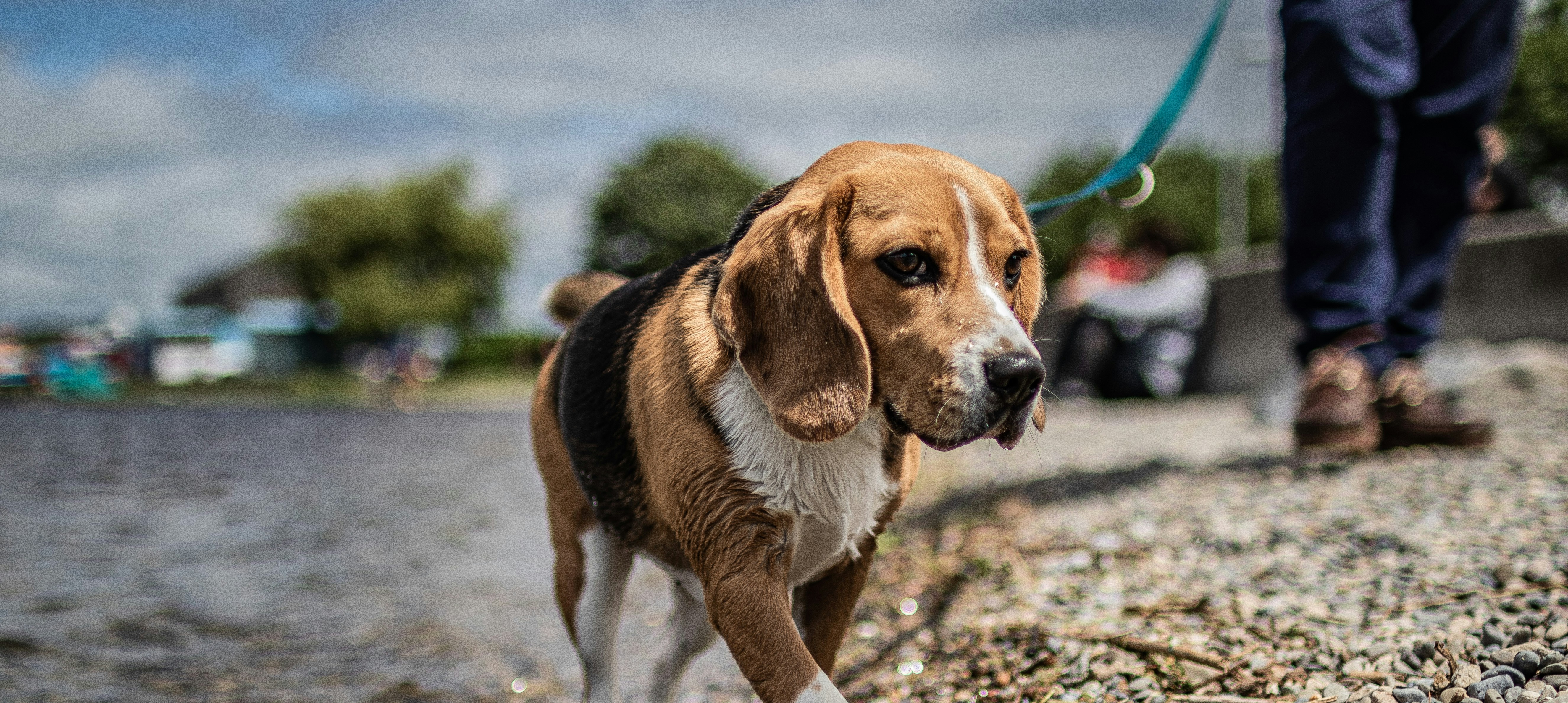 Volunteering with Animals - Ireland | Love Volunteers