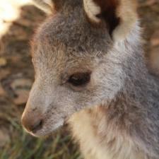 Wildlife Rescue Australia 