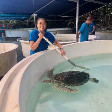 Great Barrier Reef Turtle volunteering