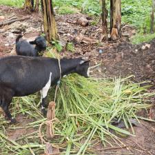 Rwanda Community Development
